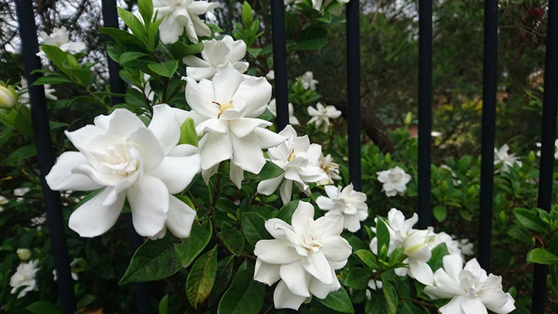 Gardenia in bloom in garden