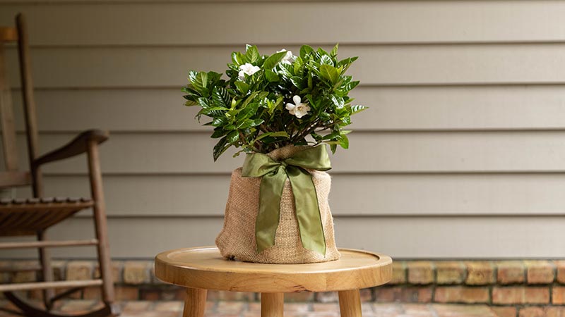 Gardenia Gift Tree