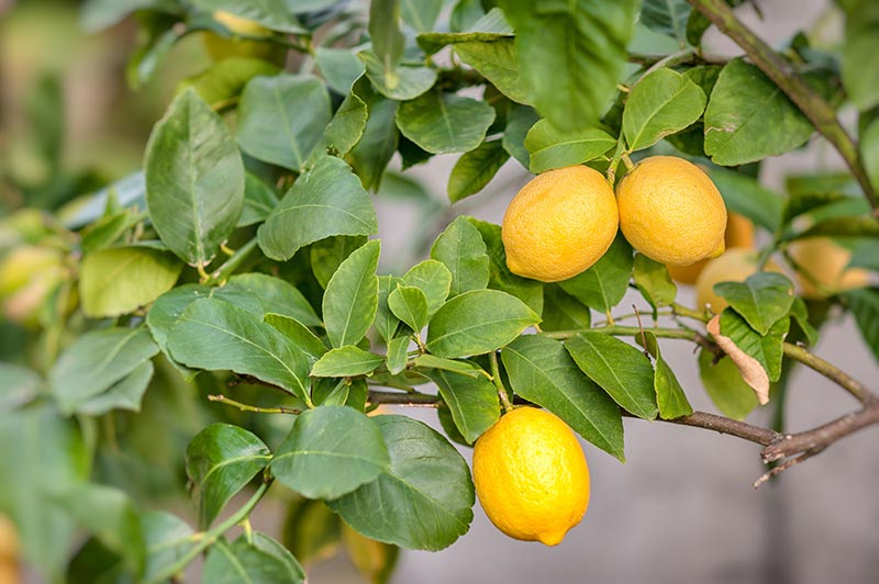 Closeup of Meyer lemons