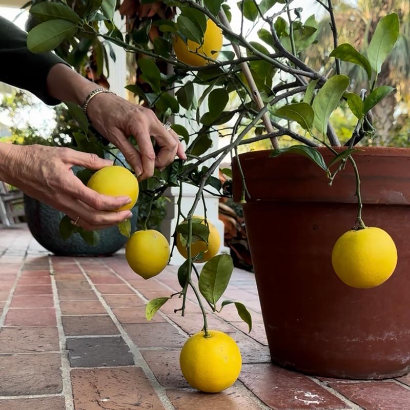 Someone harvesting meyer lemon