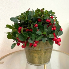 Boxberry Centerpiece