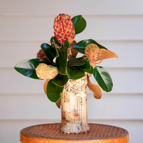 Magnolia Pods
