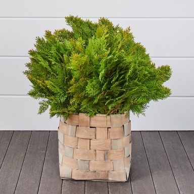 Golden Cedar Bunches