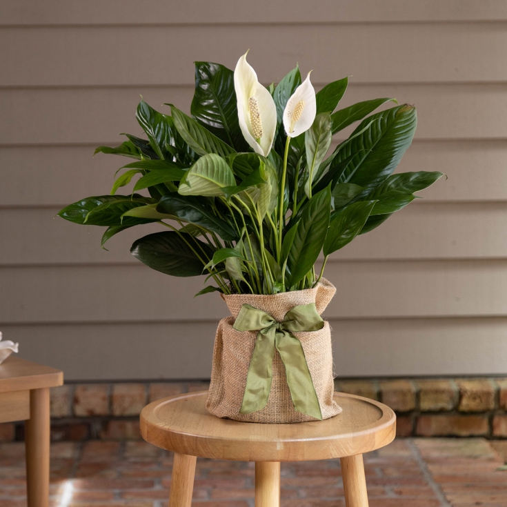 Inner Peace Lily