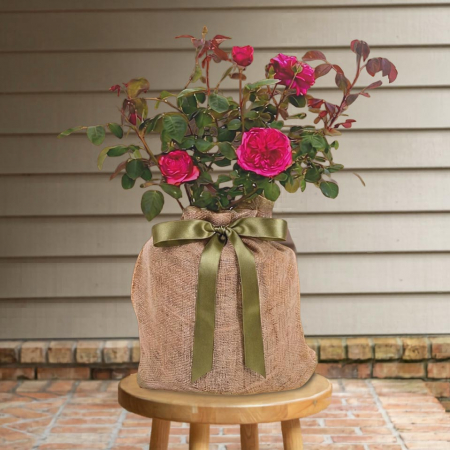Mother's Love Rose