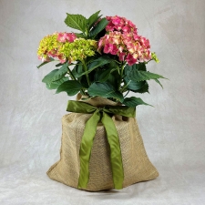 Pink Hydrangea