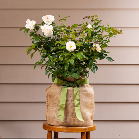 Bolero Rose