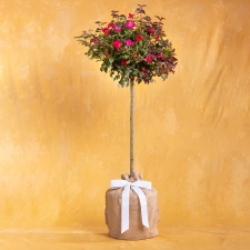 Blooming Mother's Day Red Rose Tree Topiary