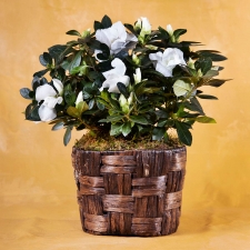 In Memory Blossoming Azalea Plant