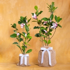 Magnolia Ann Memorial Tree