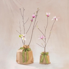 Magnolia Ann Memorial Tree