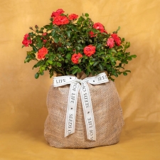 In Memory Coral Rose