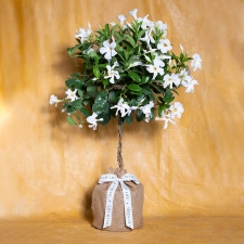 In Memory Mandevilla Topiary
