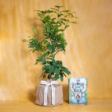 Enduring Oak Memorial Tree with Acorn Book