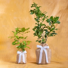 Enduring Oak Remembrance Gift