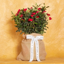 In Memory Petite Knock Out Red Rose