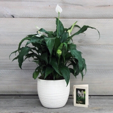 Perfect Calm Peace Lily Memorial Plant