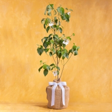 Dogwood Memorial Tree Gift