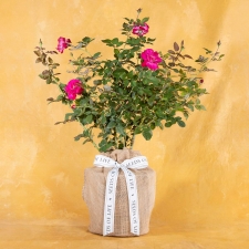 Housewarming Sweet Spirit Rose