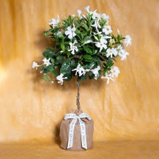 Birthday Mandevilla Topiary