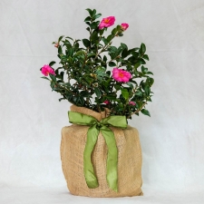 Birthday Pink Camellia Tree