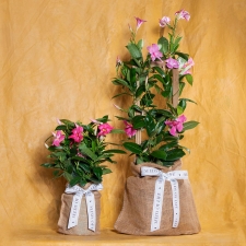 Birthday Pink Mandevilla