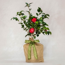 Birthday Raspberry Camellia