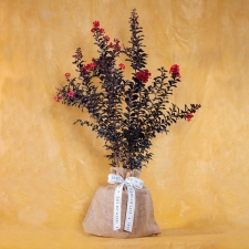 Birthday Red Crepe Myrtle