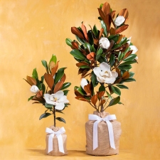 Baby Southern Magnolia Tree