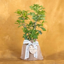 Enduring Baby Oak Tree