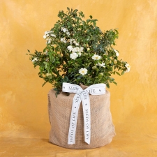 Baby Blooming White Drift Rose
