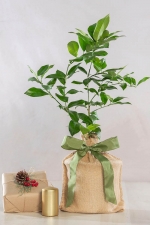 Holiday Meyer Lemon Tree