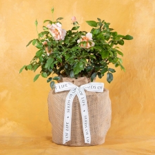 Just Because Mother of Pearl Rose