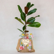 Sweetheart Southern Magnolia w/ Valentine Keepsake