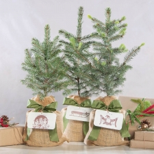 Festive Colorado Blue Spruce Tree