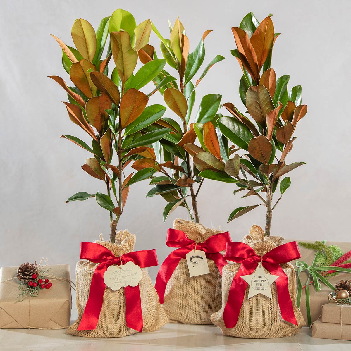 マグノリアとナッツ類のリース マグノリアとナッツ類のリース Plant Collection Accessioning