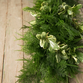 Plumosus Variegated Pittosporum Garland