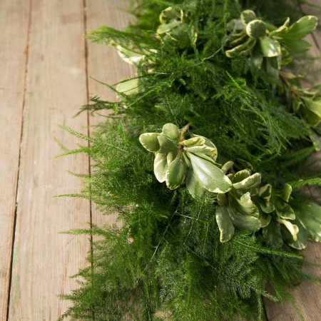 Plumosus Variegated Pittosporum Garland