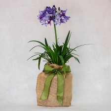 Agapanthus Plant