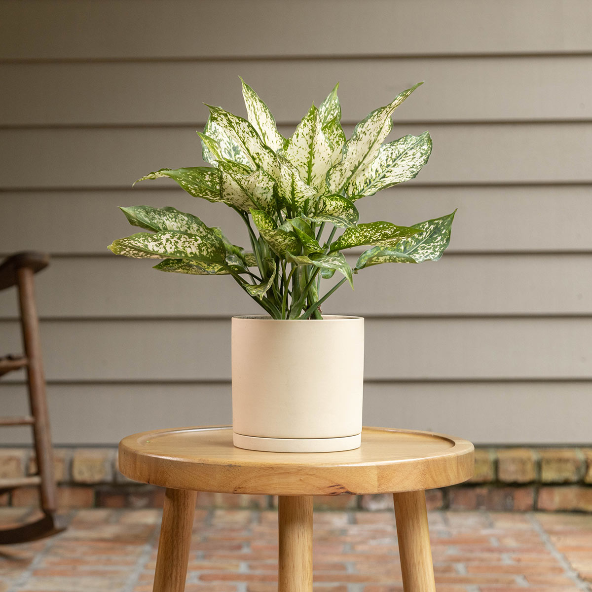 The Magnolia Company: Aglaonema Osaka