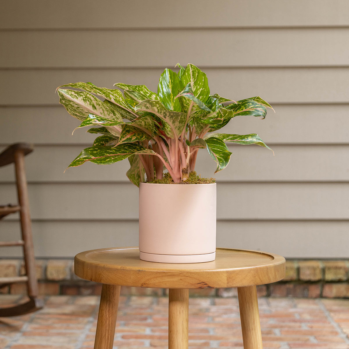 aglaonema aurora siam United Nursery Aglaonema Siam Aurora Live Indoor Outdoor Houseplant in 6 inch Grower Pot main image 0