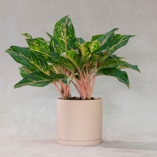 Aglaonema Sparkling Sarah