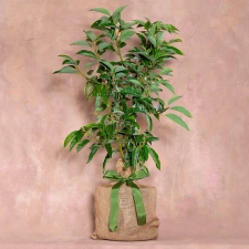Avocado Tree
