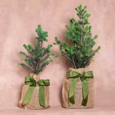 Baby Blue Spruce Tree