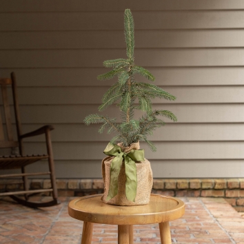 Blue Spruce Tree