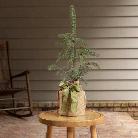 Blue Spruce Tree