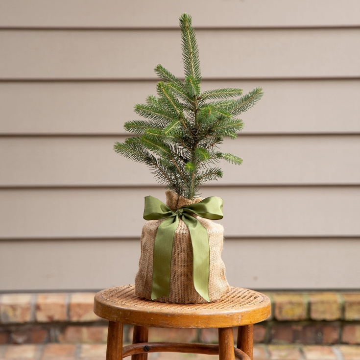 Blue Spruce Tree