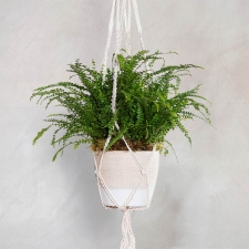 Lemon Button Fern with Macramé Hanger