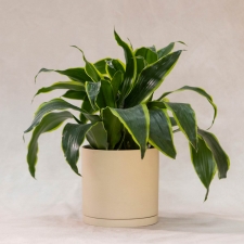 Dracaena Dorado