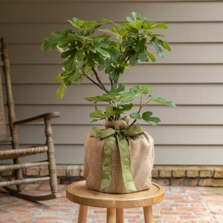 Fruitful Fig Tree